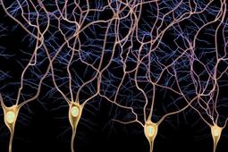Открыта еще одна область мозга, где нейроны восстанавливаются.