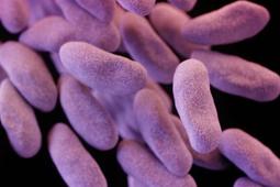 Супербактерии: мировое сообщество принимает меры, но страны с низким уровнем дохода не должны быть оставлены в стороне.